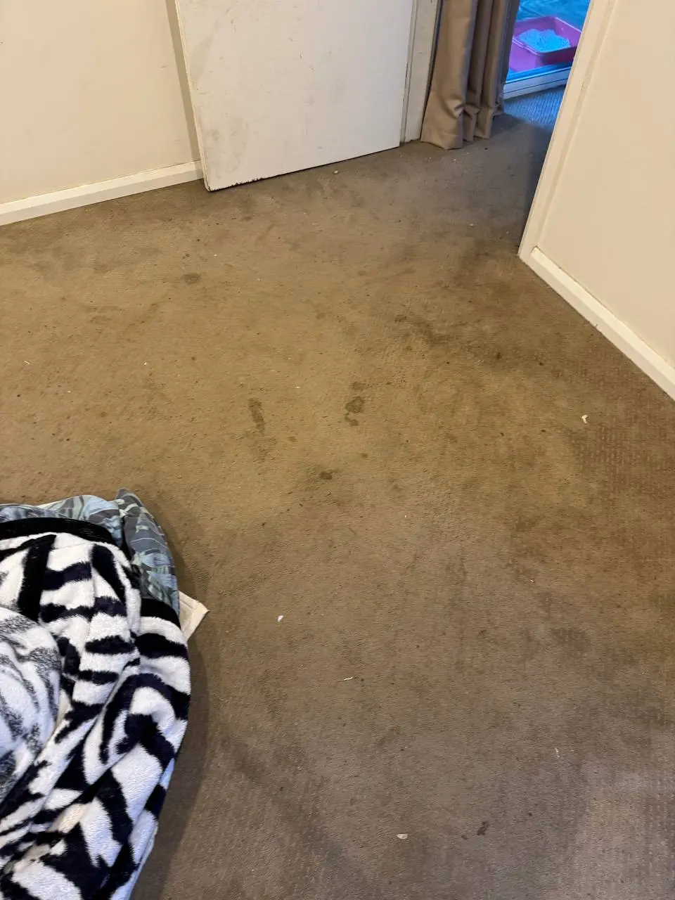 Bedroom carpet before professional steam cleaning — before